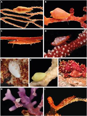 Spicy food for the egg-cowries: the evolution of corallivory in the Ovulidae (Gastropoda: Cypraeoidea)